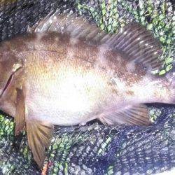 雨の中釣行、太刀魚、アオリイカ、コウイカ、メバル、タコ